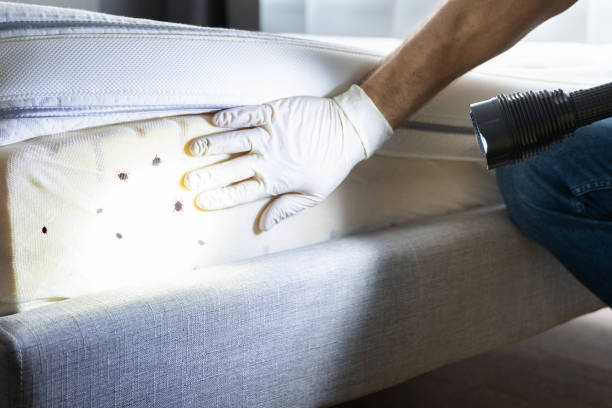 Best Bed Bug Extermination  in Chewelah, WA