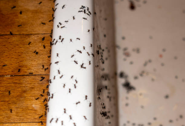 Wasp Removal Services in Chewelah, WA